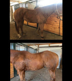 Nutrients To Die For-Equine