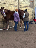Nutrients To Die For-Equine