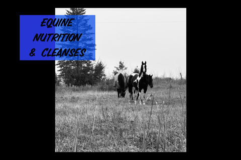 Equine Nutrition and Cleanses