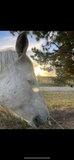 Animal Communication