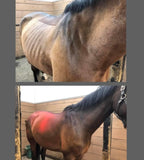Nutrients To Die For-Equine