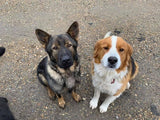 Pet Nutrition & Cleanses with Alignment Series