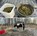 Nutrients To Die For-Equine