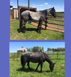 Nutrients To Die For-Equine