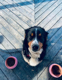 Pet Nutrition & Cleanses with Alignment Series