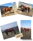 Nutrients To Die For-Equine