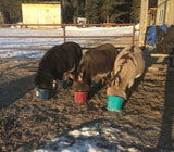 Nutrients To Die For-Equine