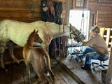 Mastering the Equine Mouth -equine dentistry series