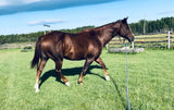 Equine Nutrition and Cleanses