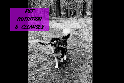 Pet Nutrition and Cleanses