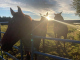 Animal Communication