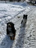 Animal Communication