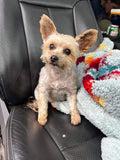 Pet Nutrition and Cleanses
