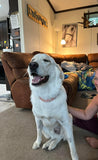 Pet Nutrition and Cleanses