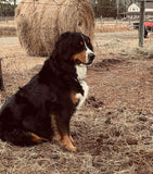 Pet Nutrition and Cleanses