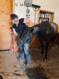 Equine Alignment