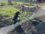 Animal Communication & Energy Work