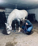 Equine Alignment