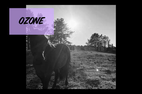 Equine Ozone