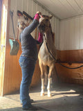 Equine Alignment