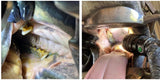 Equine Dentistry