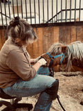 Equine Dentistry