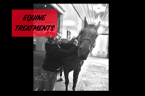 Equine Treatments
