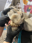 Mastering the Equine Mouth -equine dentistry series
