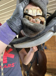 Mastering the Equine Mouth -equine dentistry series