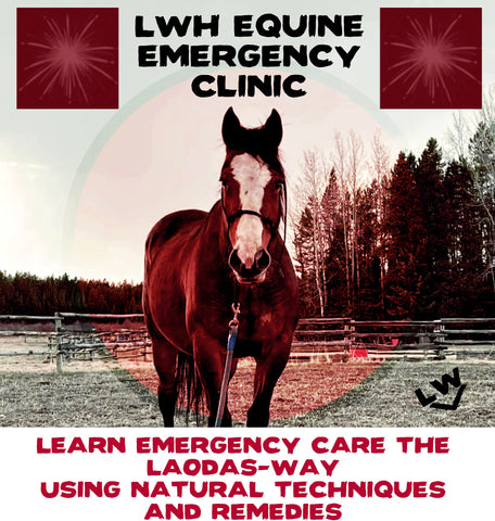 LWH EQUINE Emergency Clinic