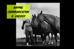 Animal Communication & Energy Work